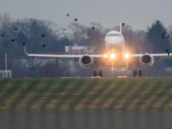 Meriam Ayam, Penguji Pesawat Vs Burung