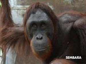 8 Orang Utan Hasil Rehabilitasi Dilepasliarkan di Hutan Kalteng