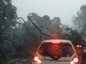 Pohon Tumbang Usai Jakarta Diguyur Hujan Deras-Angin Kencang, Ini Titiknya