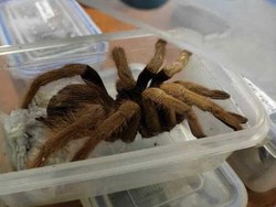 Hii.. Ratusan Tarantula dari Kolombia Mau Dibawa ke Jerman, Untung Ketahuan!