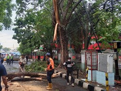 Pohon Tumbang di Tangerang Timpa Kabel Listrik hingga Tutup Jalan