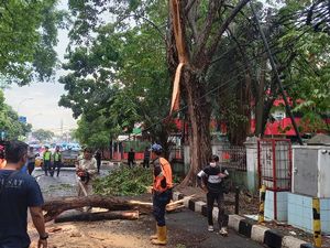 Cerita Warga soal Pohon Tumbang di Tangerang Hantam Kabel Listrik-Tutup Jalan Cerita Warga soal Pohon Tumbang di Tangerang Hantam Kabel Listrik-Tutup Jalan