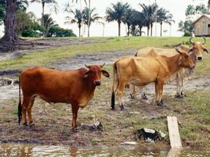 Nggak Cuma Daging, RI Mau Impor Sapi Jantan dan Pedet dari Brasil Nggak Cuma Daging, RI Mau Impor Sapi Jantan dan Pedet dari Brasil