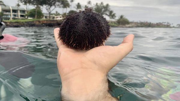 Hati-hati dengan Foto Ini, Lihat Sekilas Bisa Runyam