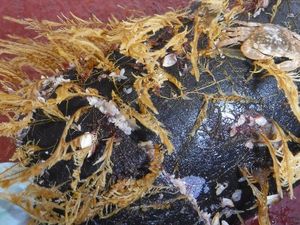 Kumpulan Plastik Raksasa Jadi Rumah Berbagai Spesies Laut di Pasifik