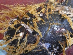 Kumpulan Plastik Raksasa Jadi Rumah Berbagai Spesies Laut di Pasifik