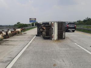 Pikap Muat Kambing Terguling di Tol Jombang Gegara Ban Pecah