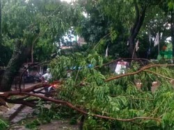 Depok Diguyur Hujan Deras, Pohon di Jalan Juanda Tumbang