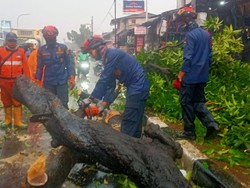 Pria Ini Nyaris Tertimpa Pohon Saat Menepi Pakai Jas Hujan di Pasar Minggu