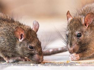 Tikus Purba Ternyata Sebesar Kuda Poni!