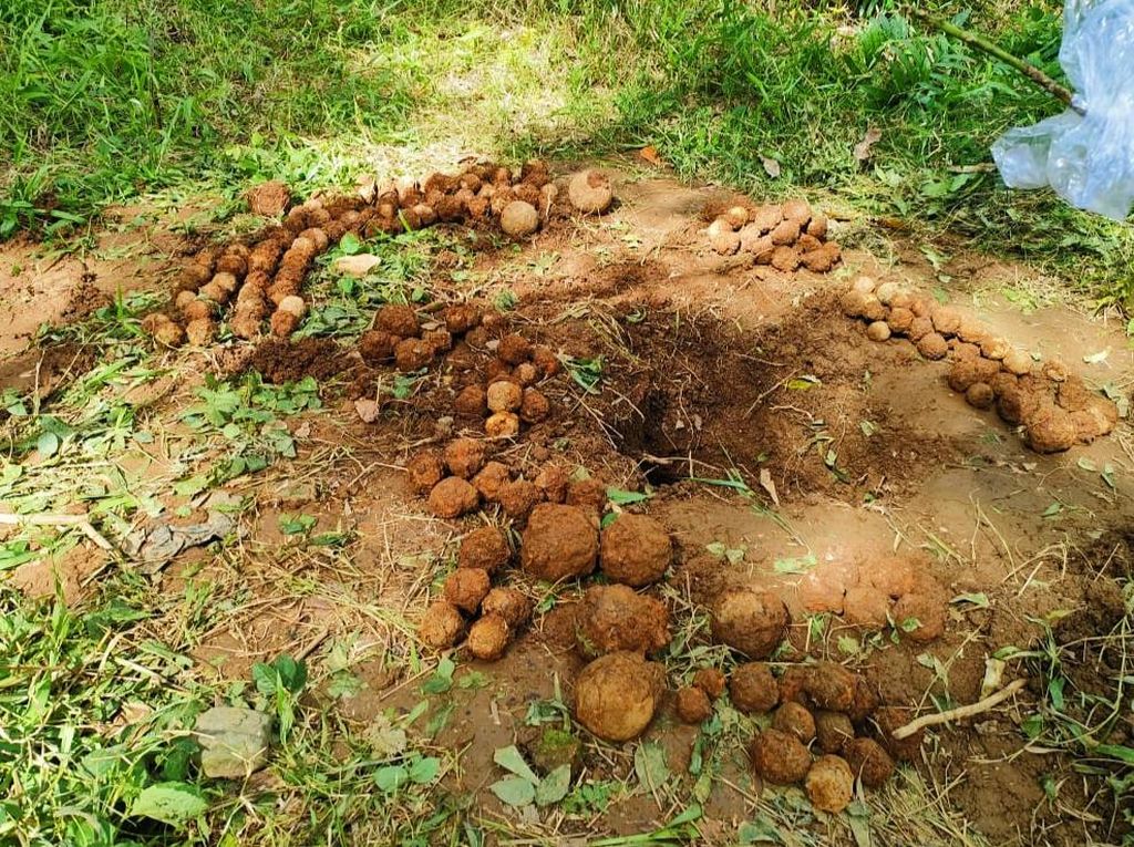 206 Benda Mirip Granat Tangan Ditemukan di Banyuwangi