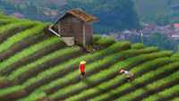 Foto-foto yang Bikin Terasering Panyaweuyan Viral di Media Sosial