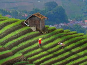 Ini Dia Sosok Fotografer di Balik Keindahan Terasering Panyaweuyan yang Viral