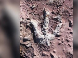 Jejak Dinosaurus Berumur 200 Juta Tahun Ditemukan di Polandia