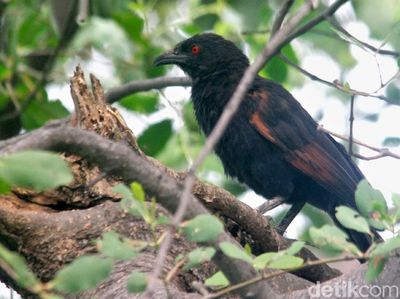 Mengenal Burung Bubut Jawa, Hewan Endemik yang Kian Langka