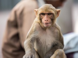 Pertama di Dunia, Ilmuwan China Ciptakan Embrio dari Stem Cell Monyet