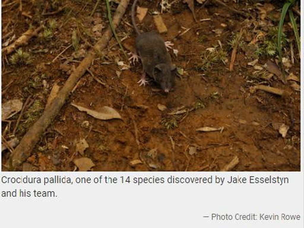 Ada 14 Spesies Baru Celurut di Sulawesi, Penemuan Besar di Kerajaan Hewan