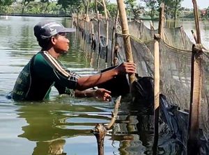 Banjir Bengawan Njero Lamongan Rendam 4 Kecamatan-4.124 Hektar Tambak