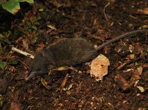 Waspada, Hewan Mirip Tikus Ini Bisa Masuk Rumah dan Gigit Penghuni! Waspada, Hewan Mirip Tikus Ini Bisa Masuk Rumah dan Gigit Penghuni!