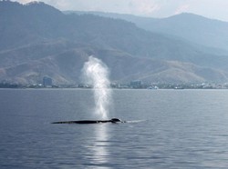 Ratusan Paus Biru Kerdil Lakukan Perjalanan Melalui Selat Timor Leste Tiap Tahun