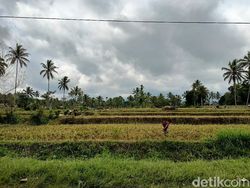 Semeru Sejak Pagi Hingga Siang Luncurkan Guguran Awan Panas 5 Kali