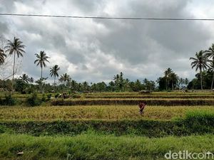 Semeru Sejak Pagi Hingga Siang Luncurkan Guguran Awan Panas 5 Kali