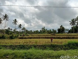 Semeru Sejak Pagi Hingga Siang Luncurkan Guguran Awan Panas 5 Kali