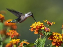 Burung Ini Mampu Terbang Mundur, Kok Bisa Ya?