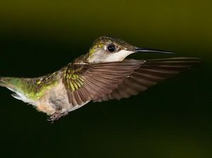 Burung Ini Dapat Menjilat Tengkoraknya Sendiri, Kok Bisa? Burung Ini Dapat Menjilat Tengkoraknya Sendiri, Kok Bisa?