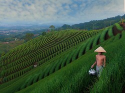 Jalan Sempit Menuju Terasering Tersohor Majalengka, Bikin Kapok Wisatawan