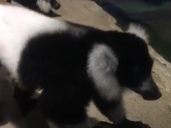 Mengenal Lemur, Satwa Langka Madagaskar yang Bisa Dilihat di Jakarta