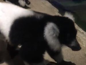 Mengenal Lemur, Satwa Langka Madagaskar yang Bisa Dilihat di Jakarta Mengenal Lemur, Satwa Langka Madagaskar yang Bisa Dilihat di Jakarta