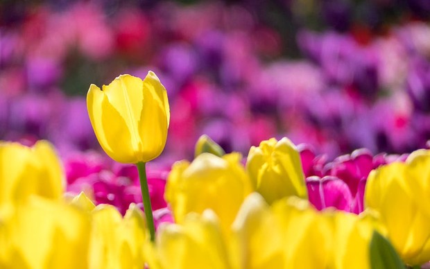 Menggambarkan perjuangan sosok ibu, bunga tulip banyak dicari untuk hadiah hari ibu/Foto: pexels.com/ Jos Van Ouwerkerk