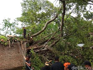 Pohon Beringin Usia Ratusan Tahun di Ponorogo Tumbang Timpa Rumah dan Kios