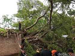 Pohon Beringin Usia Ratusan Tahun di Ponorogo Tumbang Timpa Rumah dan Kios