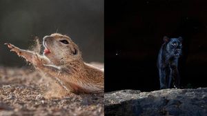 Siap-siap Terkesima, Ini Karya Jawara Kontes Foto Alam 2021