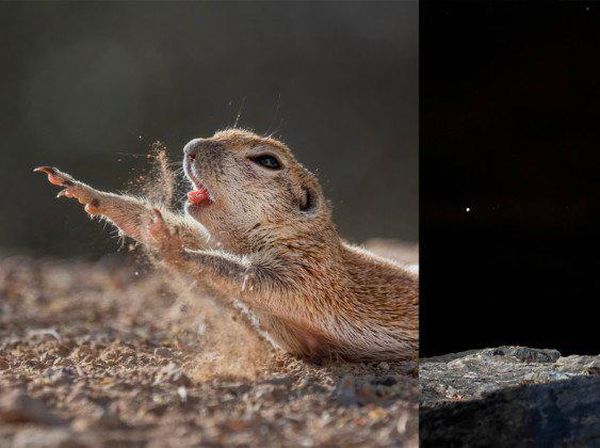 Siap-siap Terkesima, Ini Karya Jawara Kontes Foto Alam 2021
