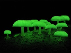 9 Jamur Paling Aneh di Dunia, Ada yang Beracun dan Mematikan