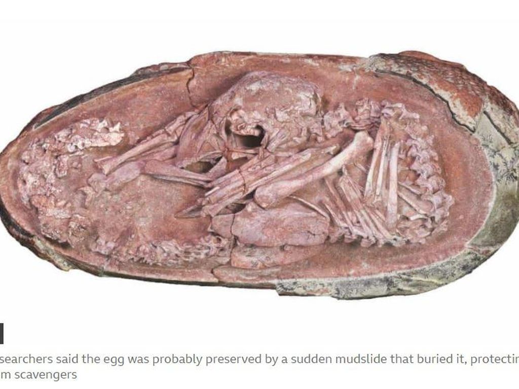 Embrio Dinosaurus Ditemukan Utuh, Siswa Harus Tahu Alasannya Bisa Awet
