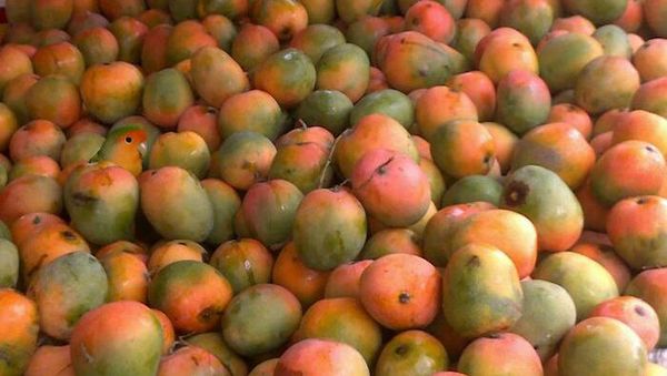 Yakin Mata Kamu Tidak Tertipu Lihat Foto Kamuflase Ini?