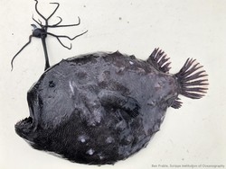 5 Fakta Ikan Anglerfish: Asal-usul Nama hingga Muncul ke Permukaan