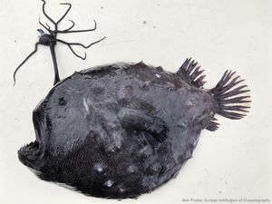 5 Fakta Ikan Anglerfish: Asal-usul Nama hingga Muncul ke Permukaan 5 Fakta Ikan Anglerfish: Asal-usul Nama hingga Muncul ke Permukaan