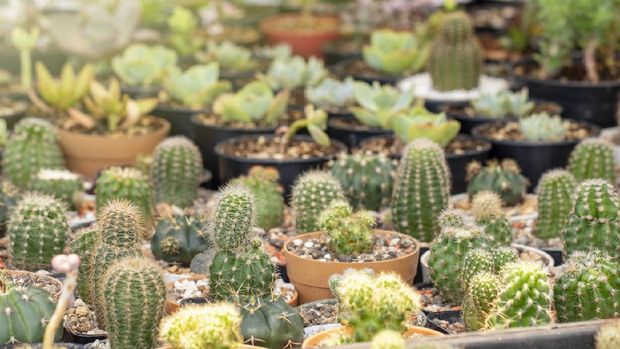 Group of cactus in a pot in the garden. Small decorative plant.