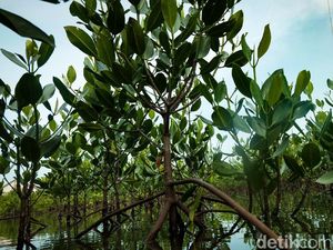 Rawa: Pengertian, Ciri-ciri, dan Jenisnya