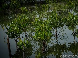 Tempat UMKM di Jakarta Direvitalisasi, 1.000 Bibit Mangrove Ditanam