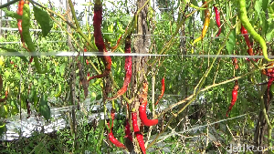 Tanaman Cabai Rusak Imbas Hujan Deras, Petani Merugi