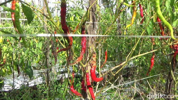 Tanaman Cabai Rusak Imbas Hujan Deras, Petani Merugi