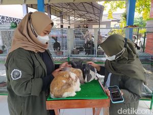 Potret Wahana Baru di Taman Kyai Langgeng: Rumah Kelinci