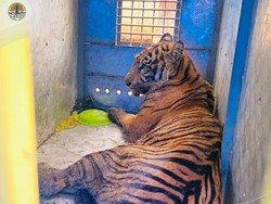 Kasihan, Harimau Sumatra Ini Masuk ke Kandang Jebak dan Terluka Parah