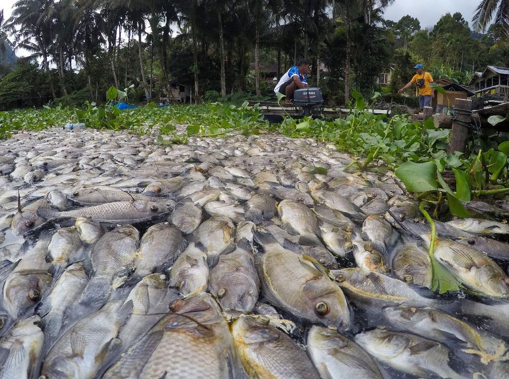 921 Ton Ikan Mati, Petani Keramba Rugi Miliaran Rupiah